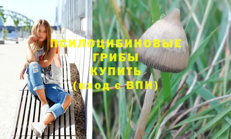 где купить   Кудымкар  Галлюциногенные грибы Cubensis 